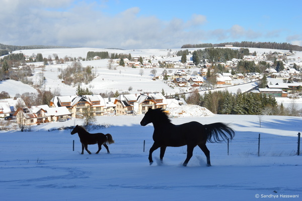 Pferde Wanderreitstation Blue Pony Pferde Wanderreitstation Blue Pony