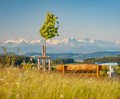 Alpenpanoramabnkle am Bhl in Herrischried